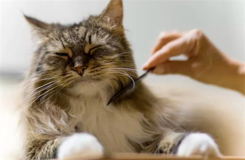 猫可以剃毛吗?