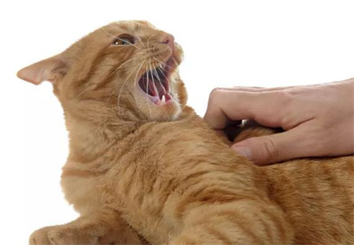 怎么给猫剃毛？