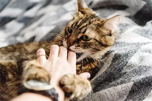 怎么给猫剪指甲呢？