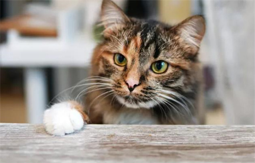 小猫多大可以剪指甲？