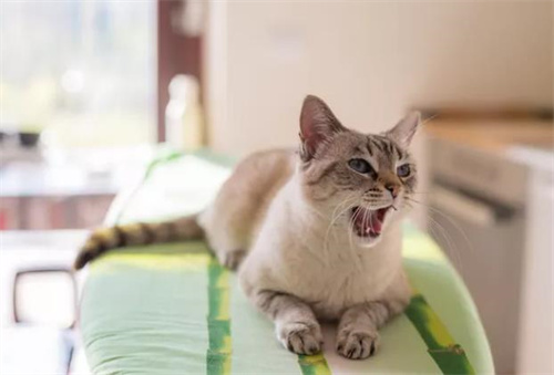 猫咪不让剪指甲怎么办？