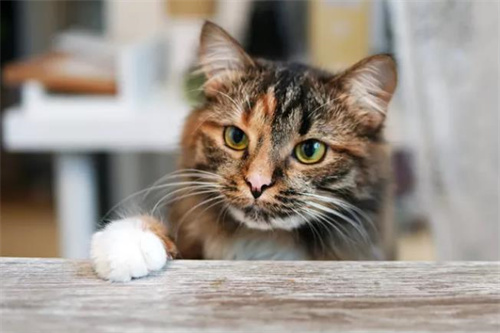 怎么自制猫抓板？