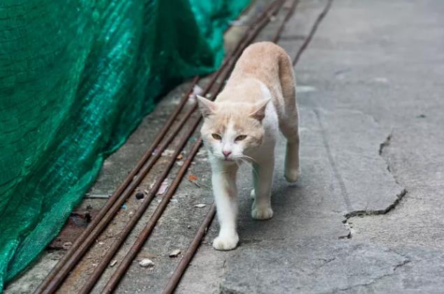 猫抓老鼠是天性吗？