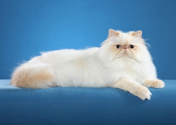 波斯猫