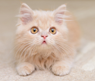 布偶猫重点色好还是双色好