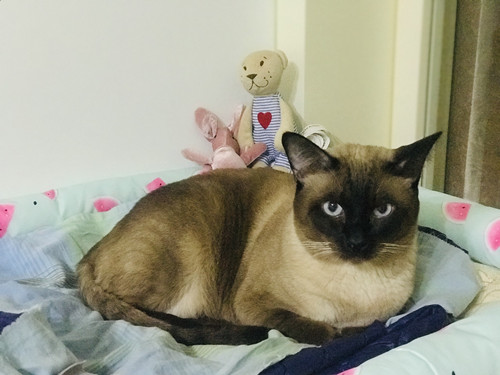 暹罗猫