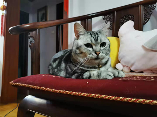美国短毛猫