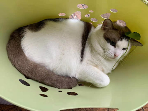 布偶猫
