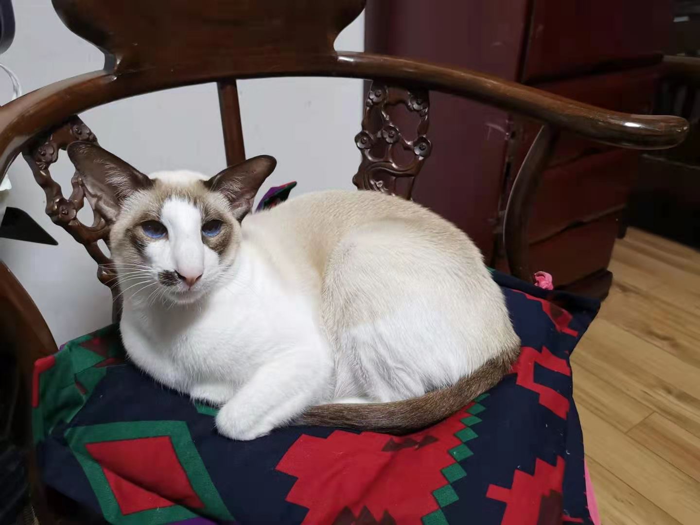 东方猫