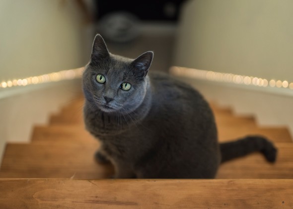 英国短毛猫