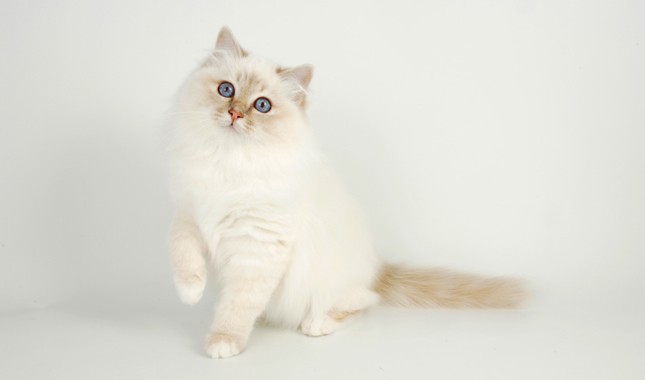 伯曼猫