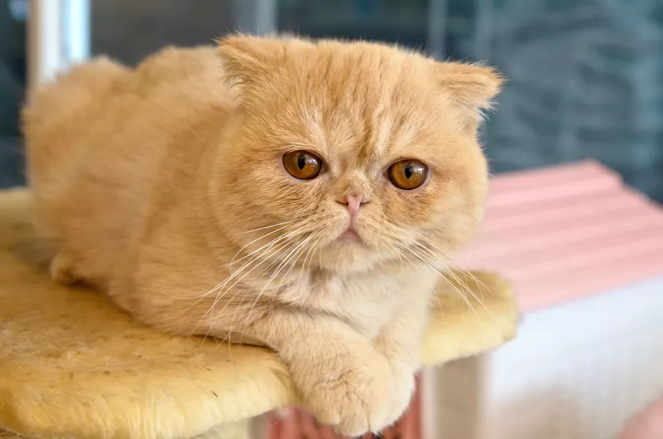异国短毛猫