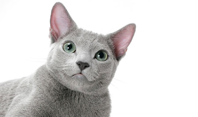 俄罗斯蓝猫