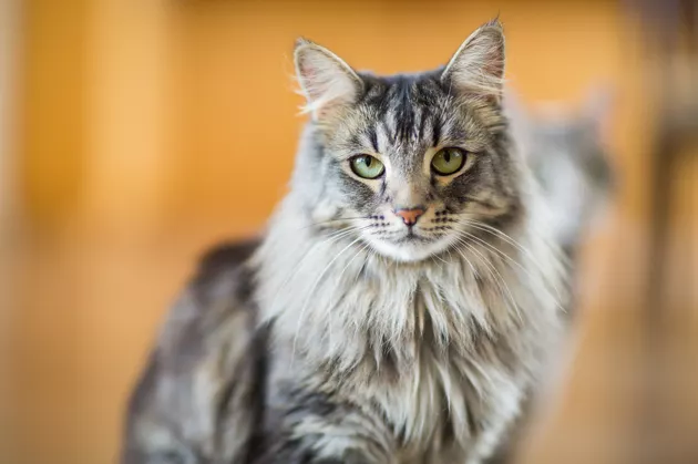 缅因猫