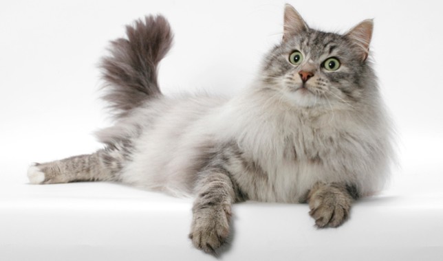 挪威森林猫