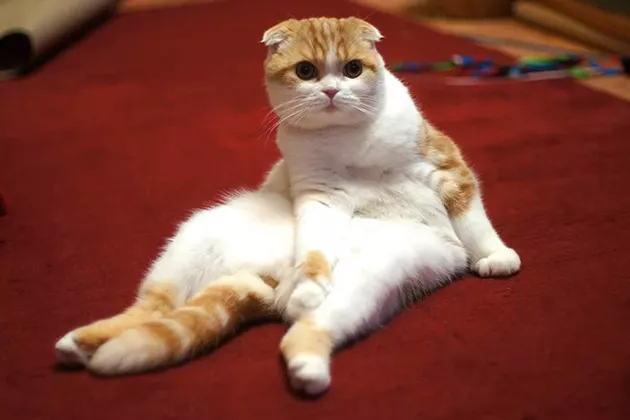 苏格兰折耳猫