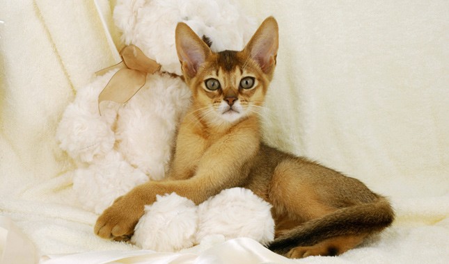 阿比西尼亚猫