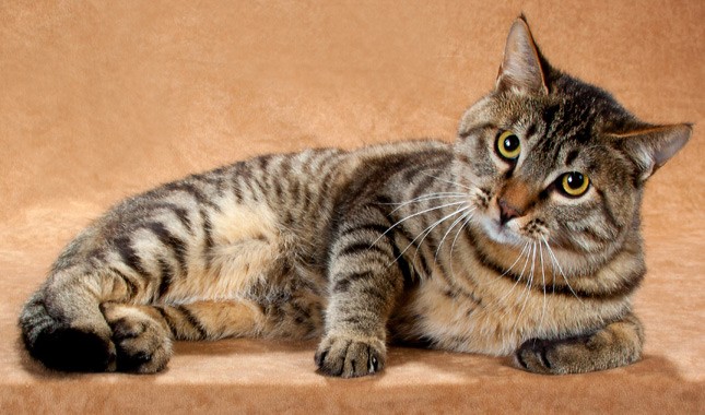 狸花猫