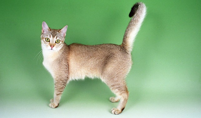 波米拉猫