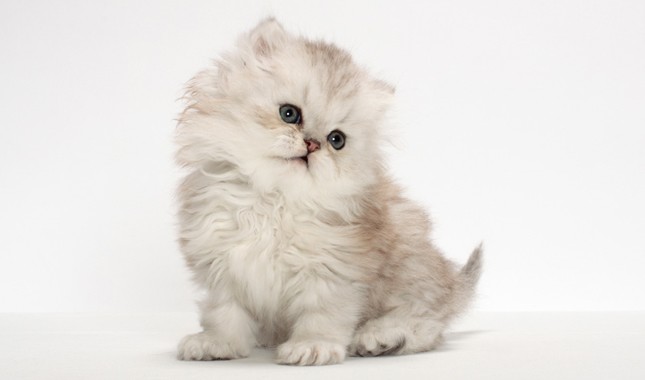 山东狮子猫