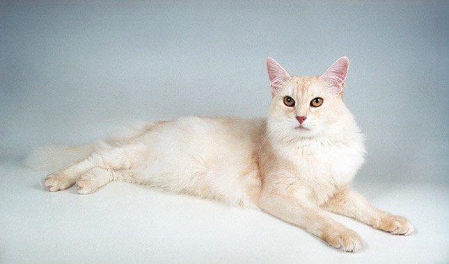 索马里猫