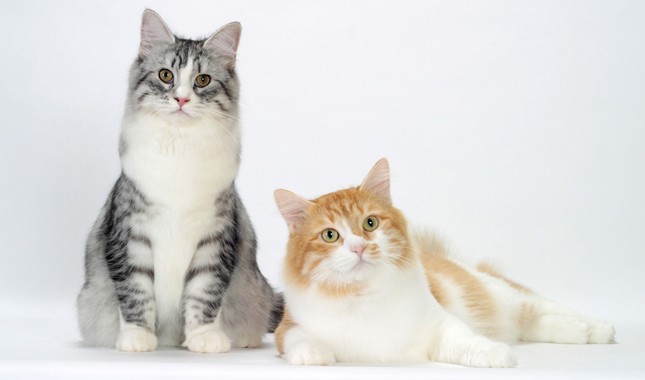 西伯利亚森林猫