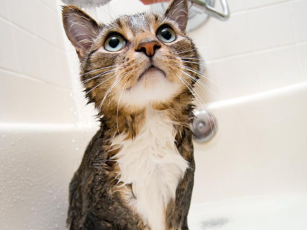 怎么给猫洗澡