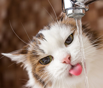 猫尿路感染的症状、原因及治疗方法