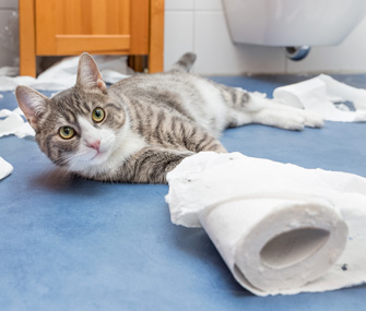 猫腹泻的原因、症状和治疗方法