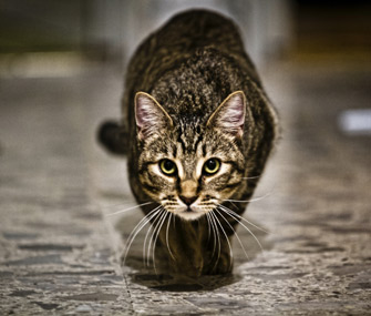 猫肾衰竭的症状有哪些？预防猫肾衰竭的小贴士