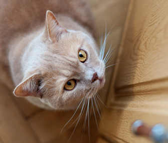猫痤疮：猫也会长青春痘吗？