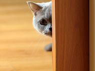 揭穿5个人们常见的对猫行为的误解