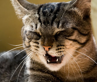 猫口臭是什么原因引起的？怎样去除？