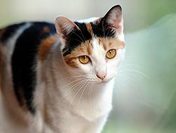 猫毛颜色品种有多少？