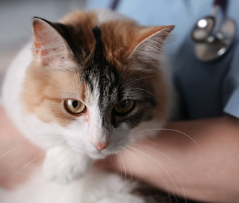 猫咪拍片辐射大吗？