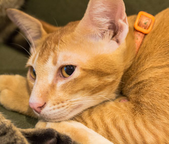 怎么让猫高兴起来？