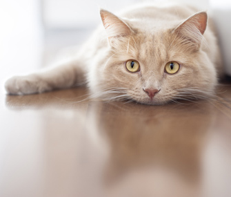 猫传染性腹膜炎（FIP）会不会传染给猫？