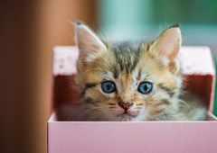 猫能感受到爱吗？猫感受爱的五种方式