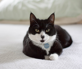 猫能分辨人脸吗？