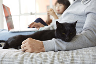 猫狗失聪或听力受损怎么交流？