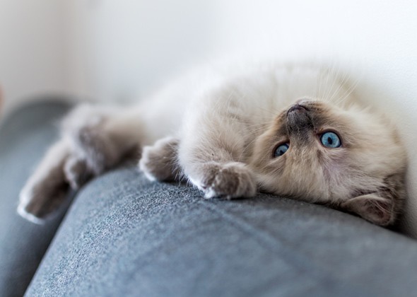 猫麻醉的好处和风险有哪些？