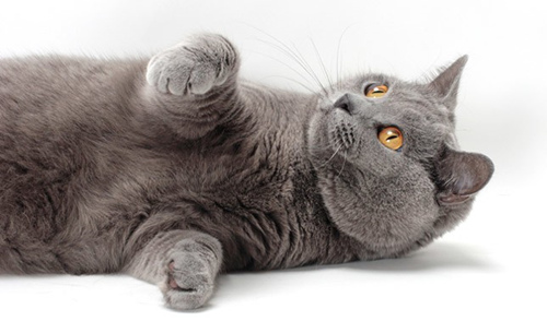 Korat，呵叻猫可能适合你吗？