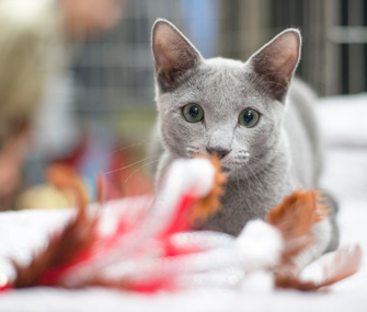 5种简单的方法帮助您的室内猫保持活跃