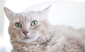 领养一只老猫有什么讲究？