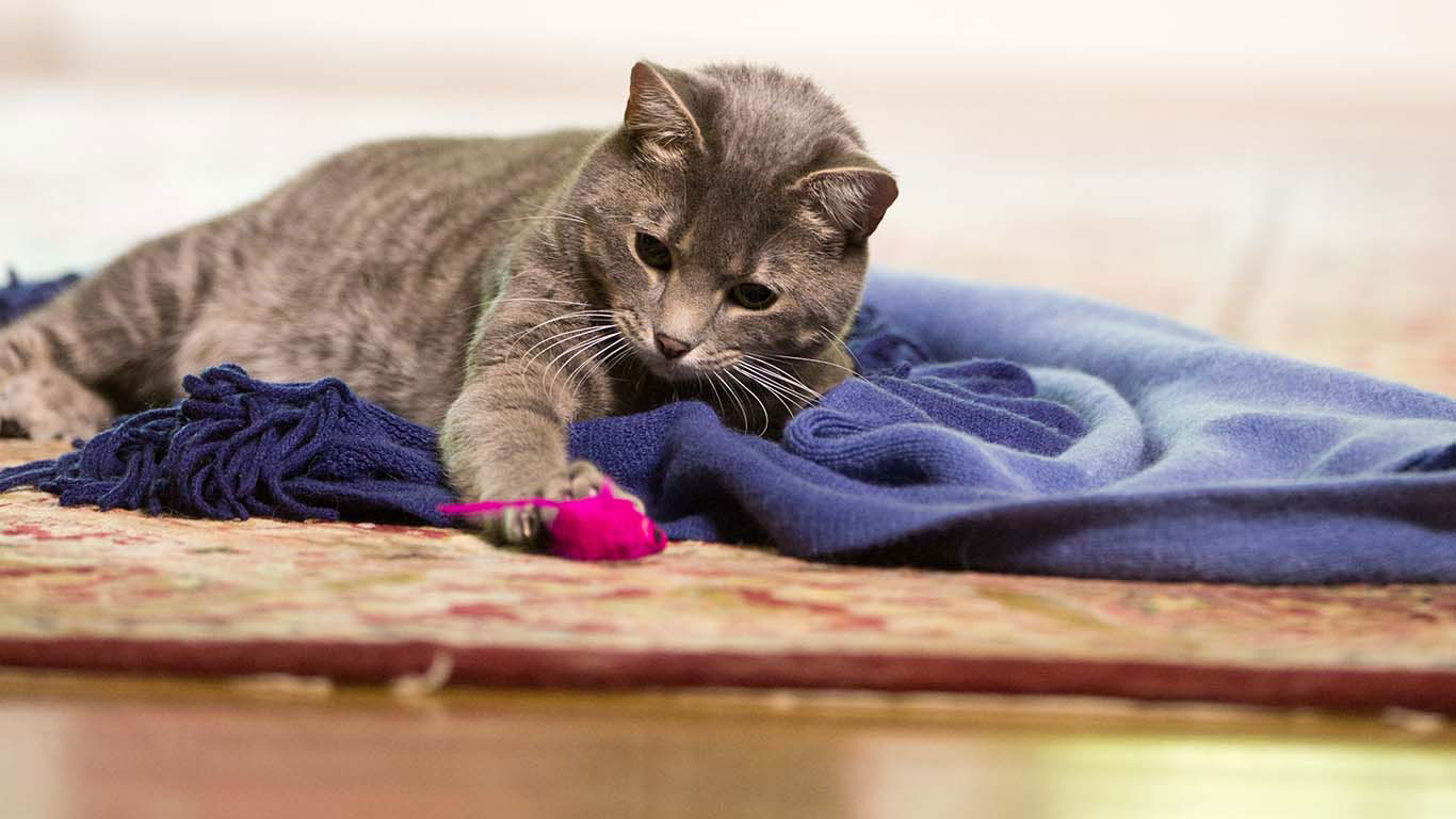 怎么解释猫咪的5种奇怪行为？