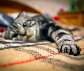猫身上最容易被忽视的10种疼痛