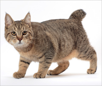 北美短毛猫是适合你的猫咪品种吗？