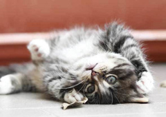 盘点那些猫的奇怪睡眠方式