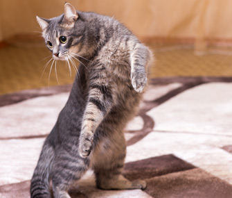 带着猫咪旅行：安全、猫砂盆和锻炼小贴士