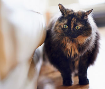 猫训练基础：如何教你的猫保持不动